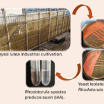 iBB Researchers are part of the ELECTROBONE project, advancing bone repair