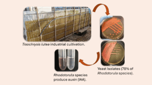 New Publication from our Research Team: “Yeast Species Associated with Industrial Cultures of the Microalga Tisochrysis lutea: Temperature Profiles and Auxin Production