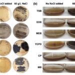 Cláudia Lobato da Silva Receives Career Award at 14th International Meeting of the Portuguese Society for Stem Cells & Cell Therapy