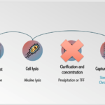 3D-printed matrices for the purification of plasmid DNA via steric exclusion chromatography