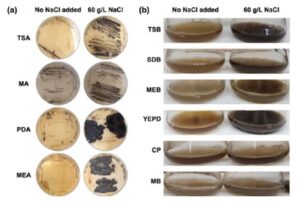 Halotolerant black yeast Neophaeotheca triangularis as a source of melanin
