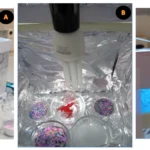 Promoting biofilm formation in artificially aged microplastics