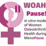 Awarded Project: Advancing Human-Based In Vitro Models for Women’s Osteoarthritis Health