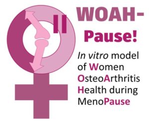 Awarded Project: Advancing Human-Based In Vitro Models for Women’s Osteoarthritis Health