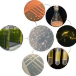 Microbial Science Advances: Yeast–Microalgae Interaction Offers Biotechnology Potential