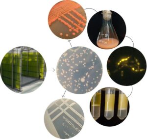 Microbial Science Advances: Yeast–Microalgae Interaction Offers Biotechnology Potential