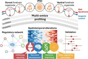 Multi-omics characterization of developing forebrain organoids unravels the dynamic molecular events of Rett syndrome pathogenesis