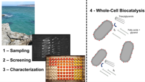 Screening of Marine Bacteria for Lipase Activity