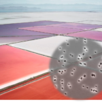 Halophilic Archaea reveal a hidden talent