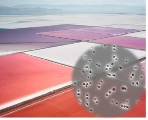 Halophilic Archaea reveal a hidden talent